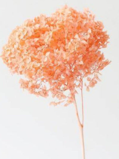 Hydrangeas _Peach