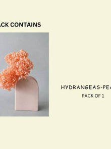 Hydrangeas _Peach