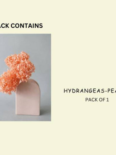 Hydrangeas _Peach
