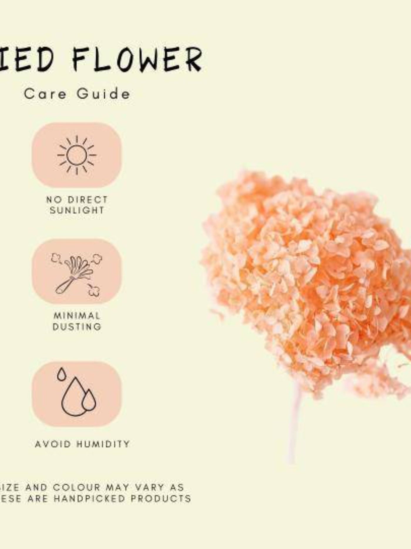 Hydrangeas _Peach