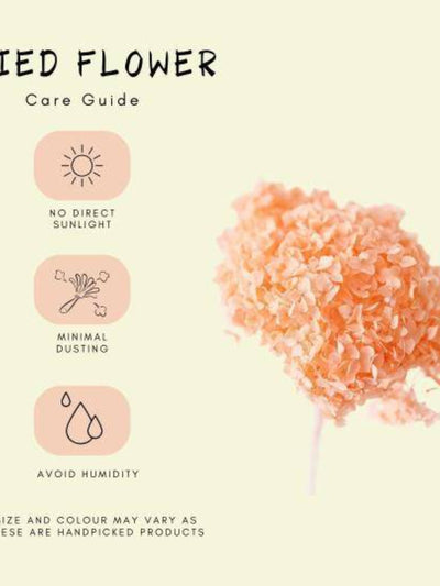 Hydrangeas _Peach