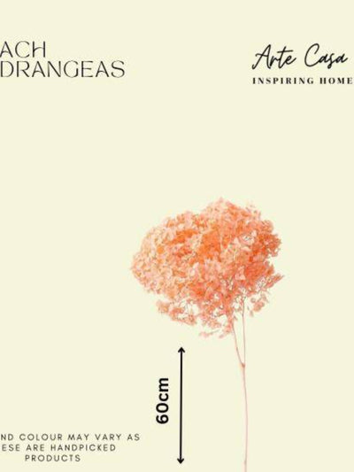 Hydrangeas _Peach
