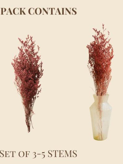 Red Limonium
