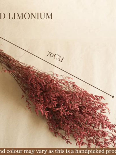Red Limonium