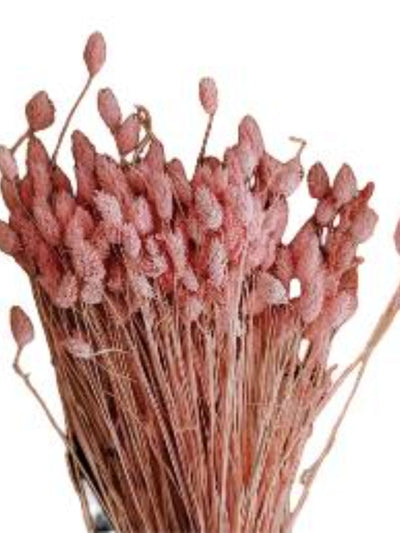 Phalaris- Pink