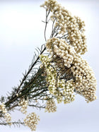Rice flower-White