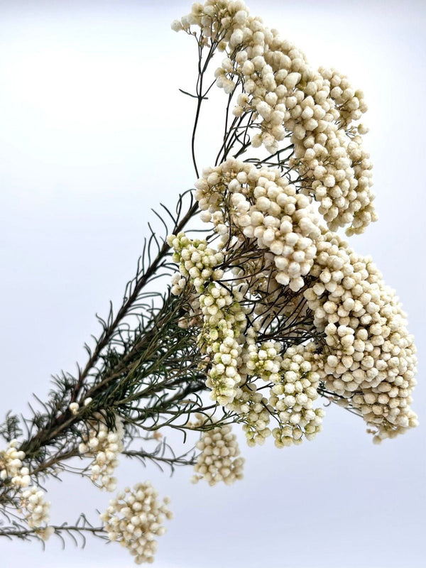 Rice flower-White