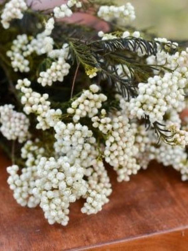 Rice flower-White