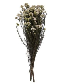Rice flower-White