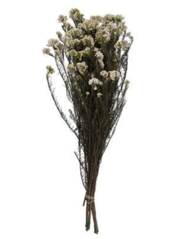 Rice flower-White