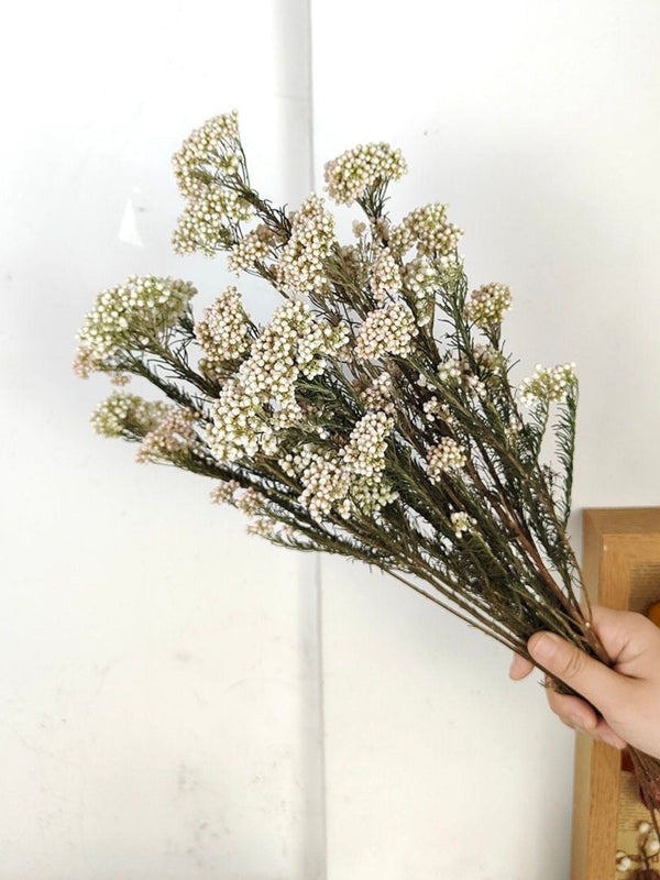 Rice flower-White
