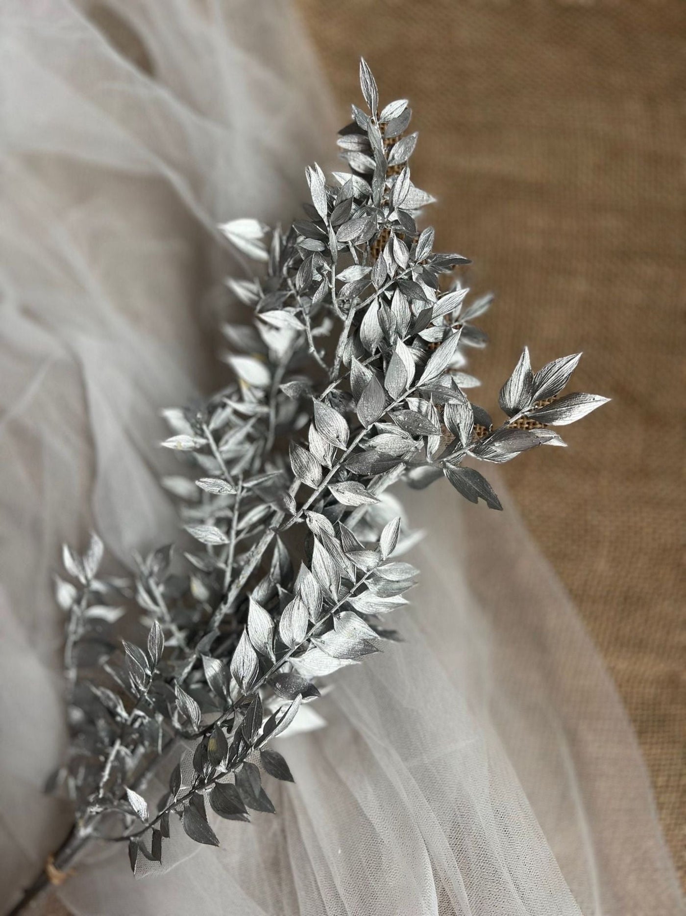 Ruscus-silver