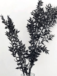 Ruscus- Black