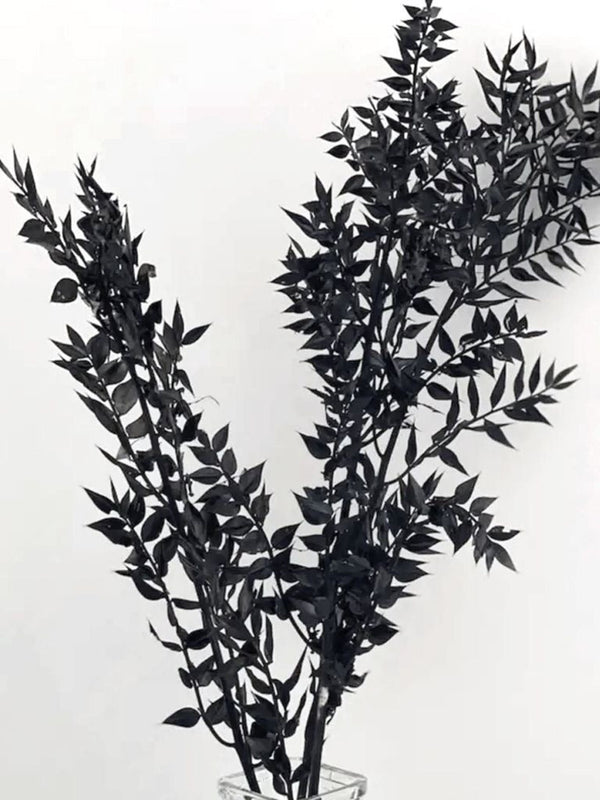 Ruscus- Black