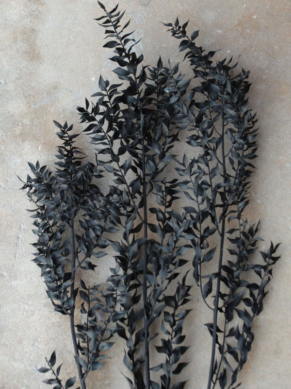 Ruscus- Black