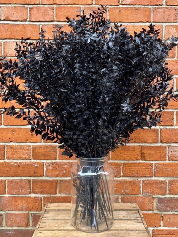 Ruscus- Black