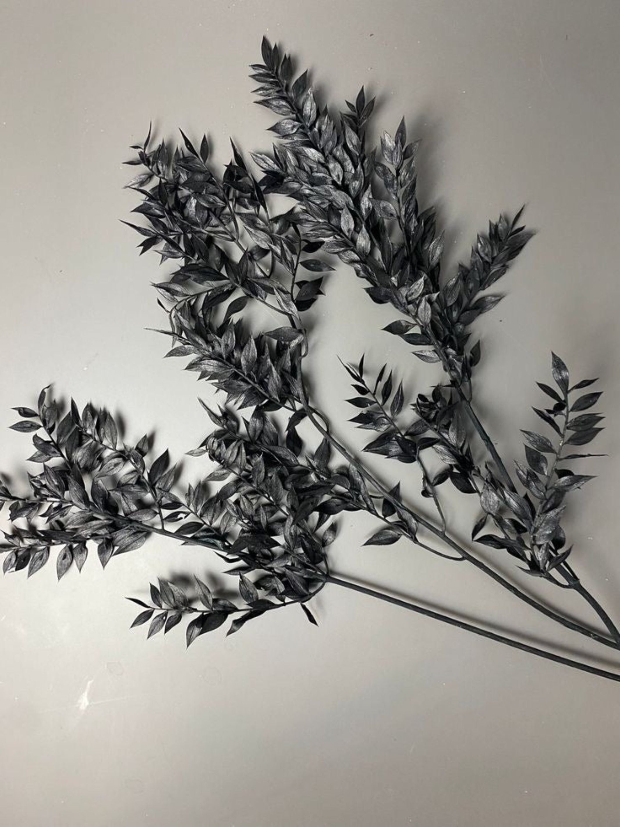 Ruscus- Black