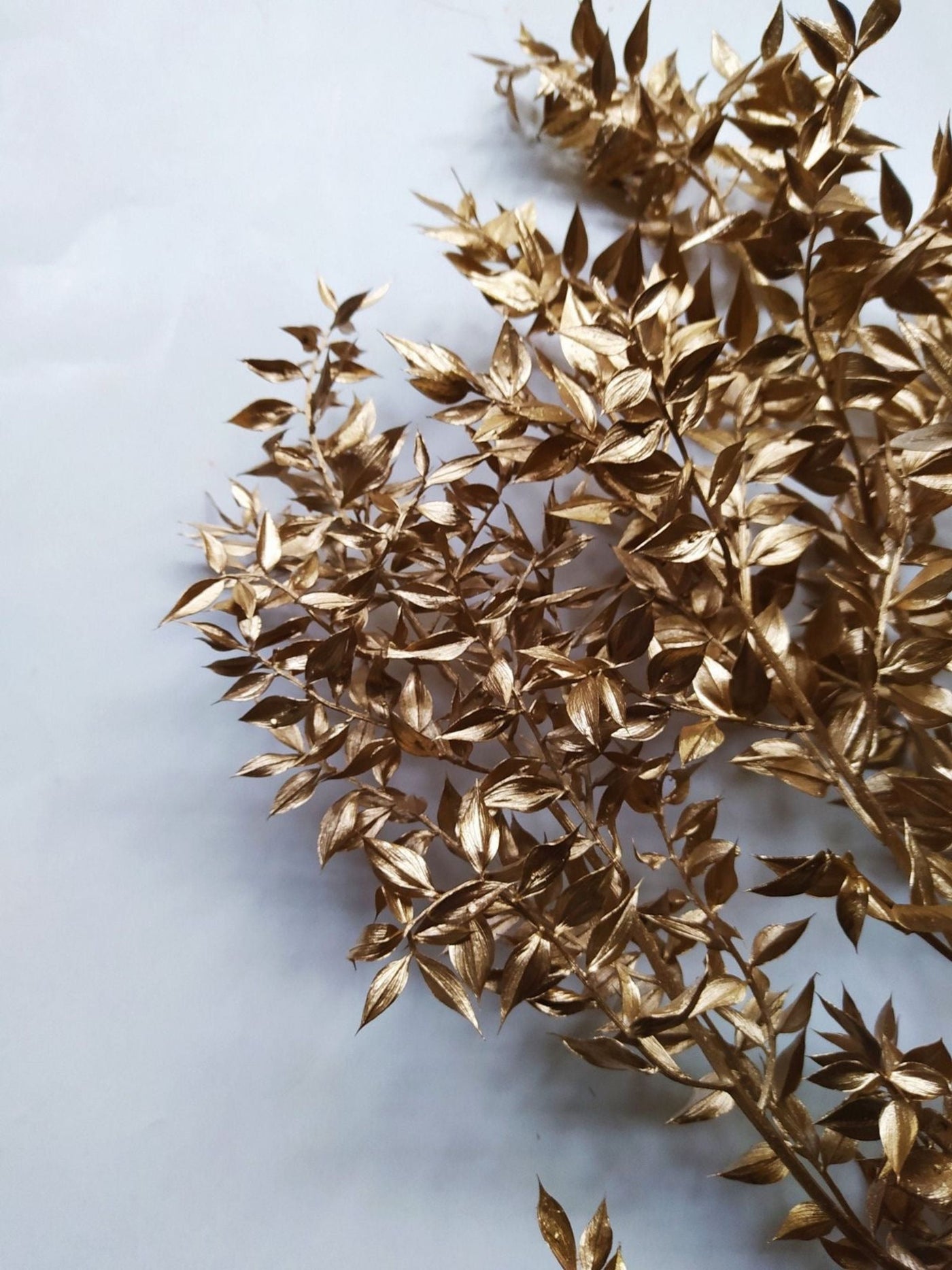 Ruscus-Golden