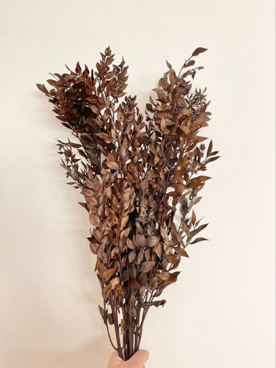 Ruscus brown