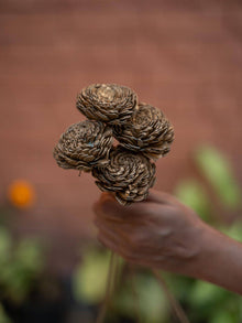 Sola Flower-Golden White