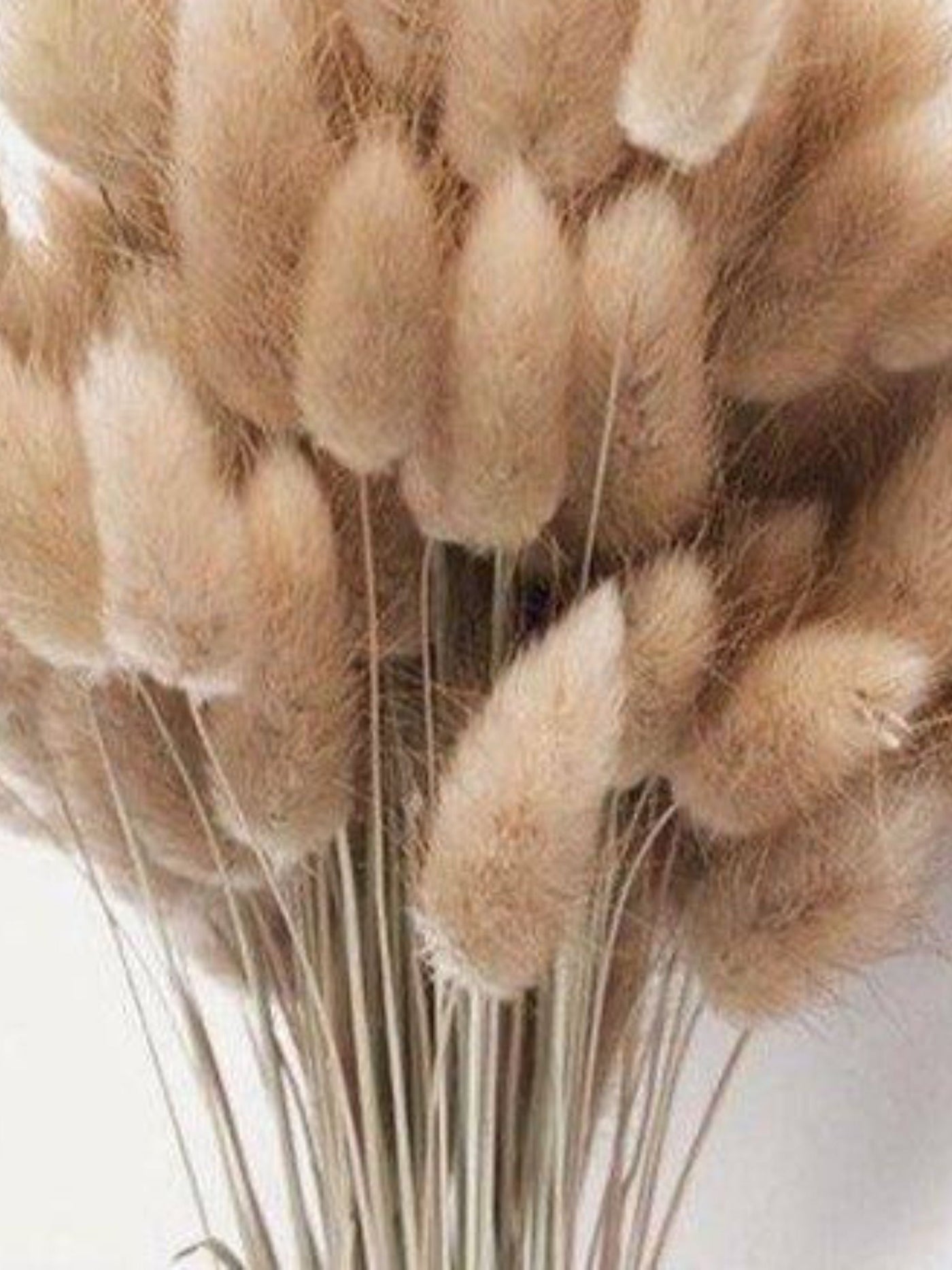 Imported bunny tails-set of 30 stems