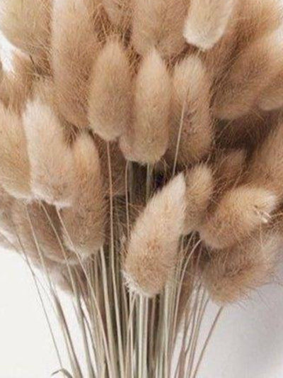 Imported bunny tails-set of 30 stems