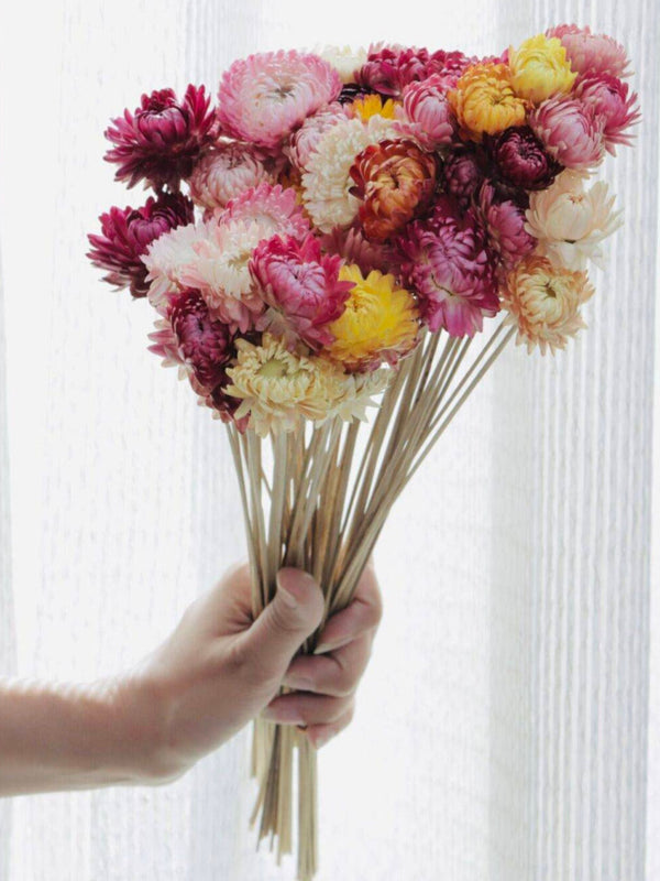 Straw flower-set of 20 stems
