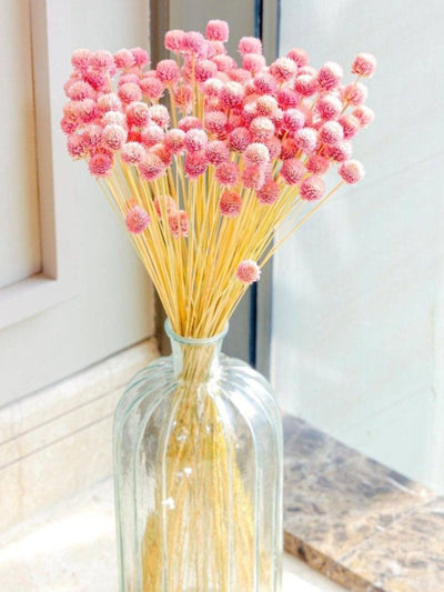 Gomphera with Crystal Glass vase-Light Pink