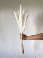 Mini white pampas-set of 10 sticks