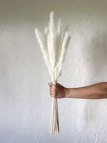 Mini white pampas-set of 10 sticks