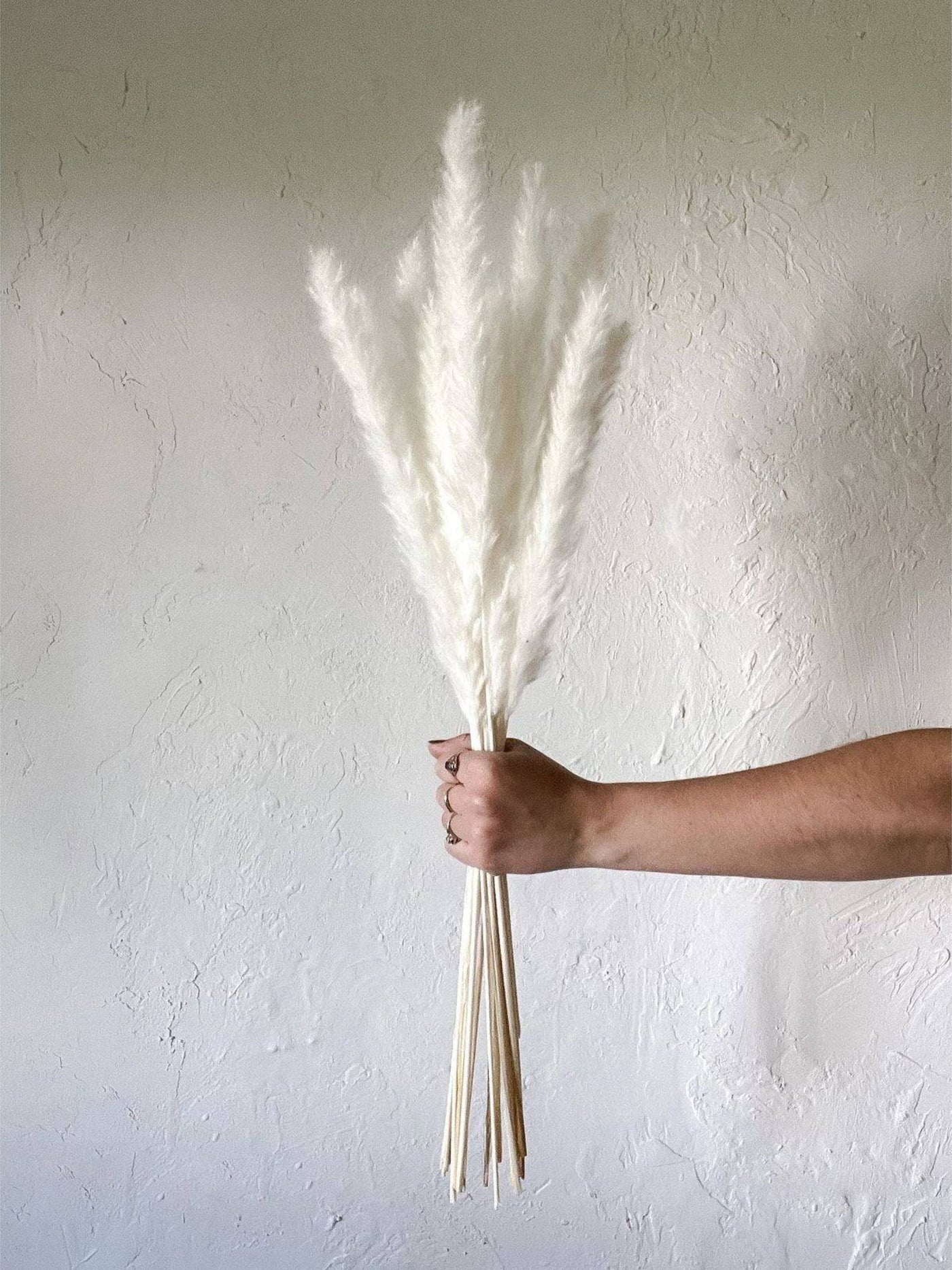 Mini white pampas-set of 10 sticks
