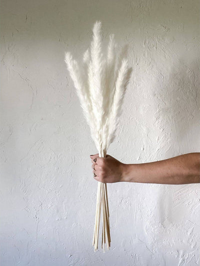 Mini white pampas-set of 10 sticks