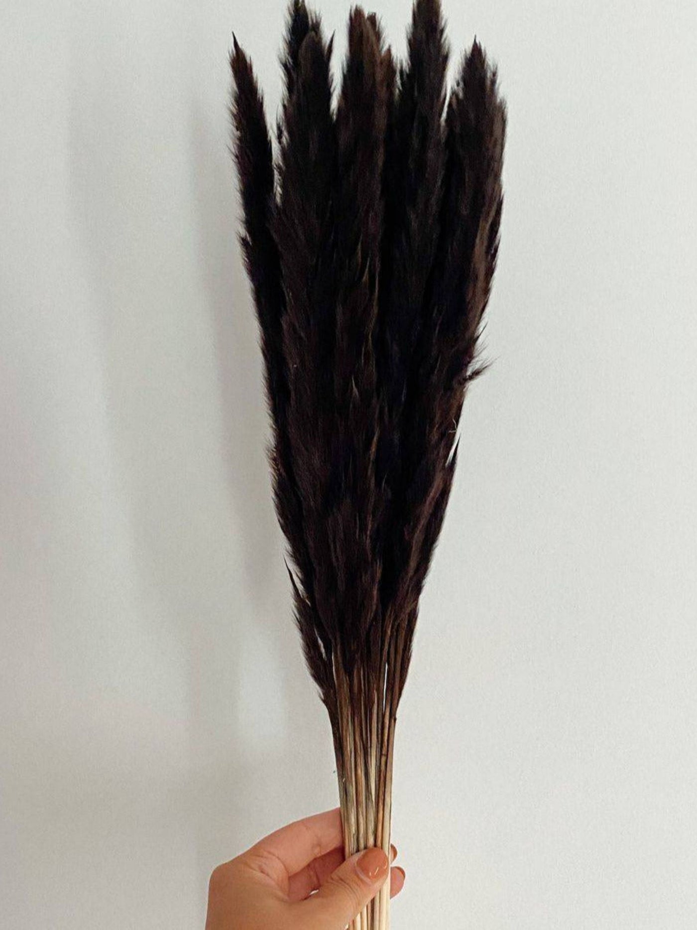Mini Black pampas-set of 10 sticks