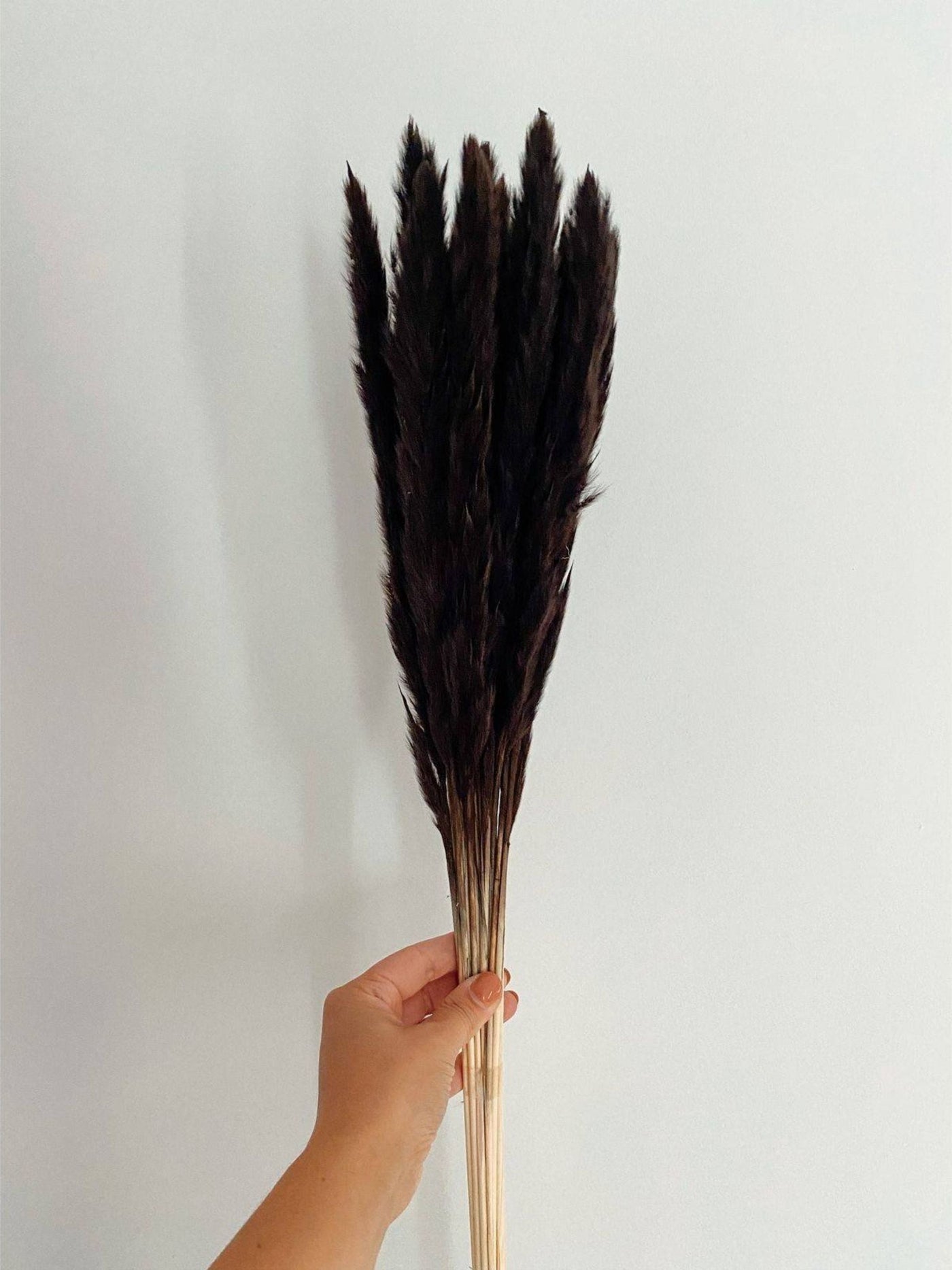 Mini white pampas-set of 10 sticks