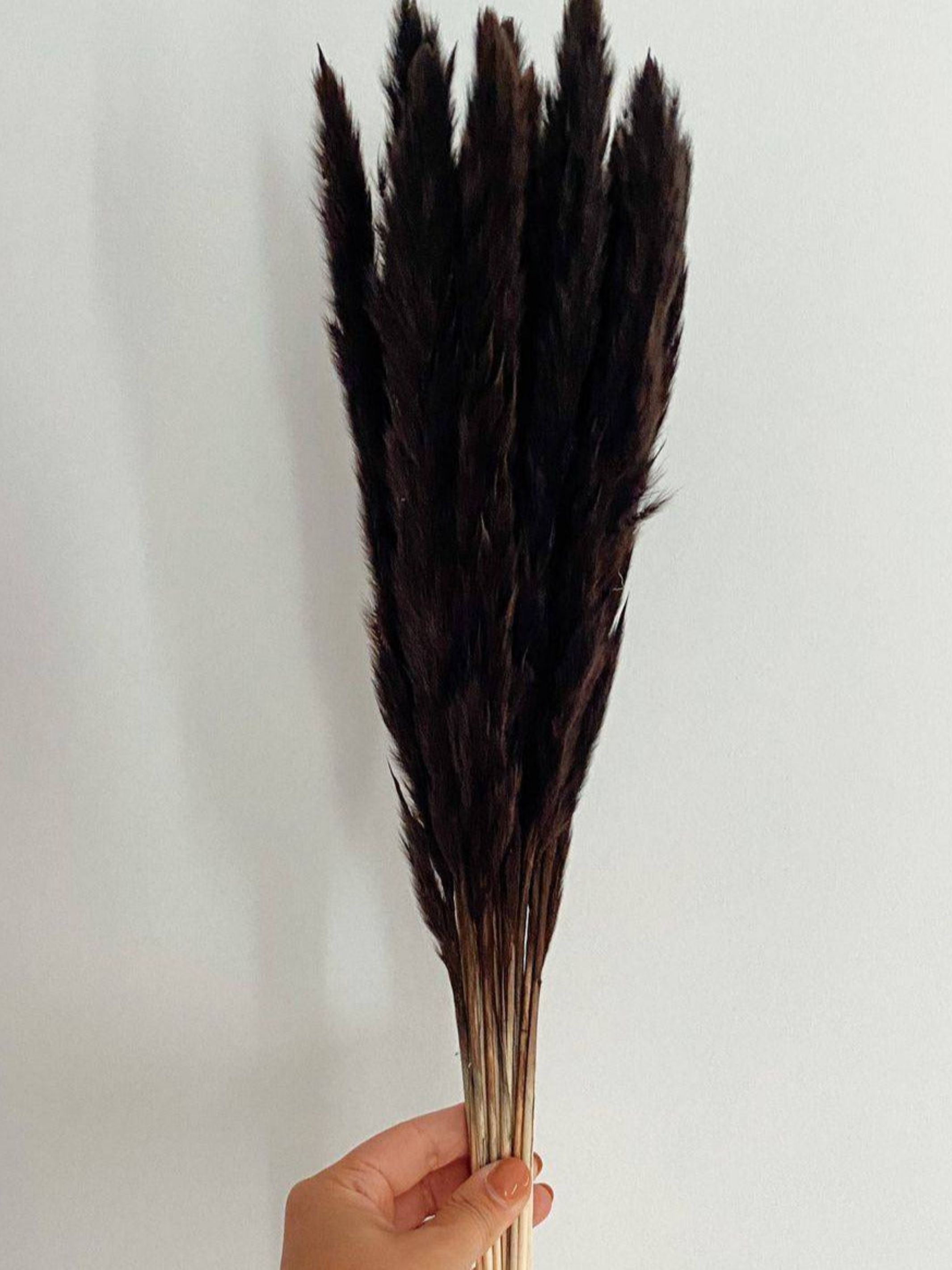 Mini Black pampas-set of 10 sticks