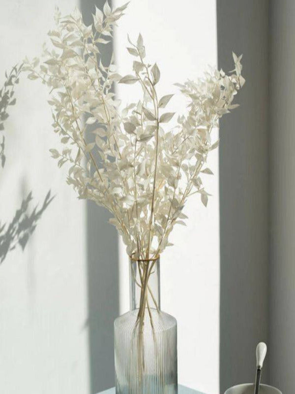 Ruscus