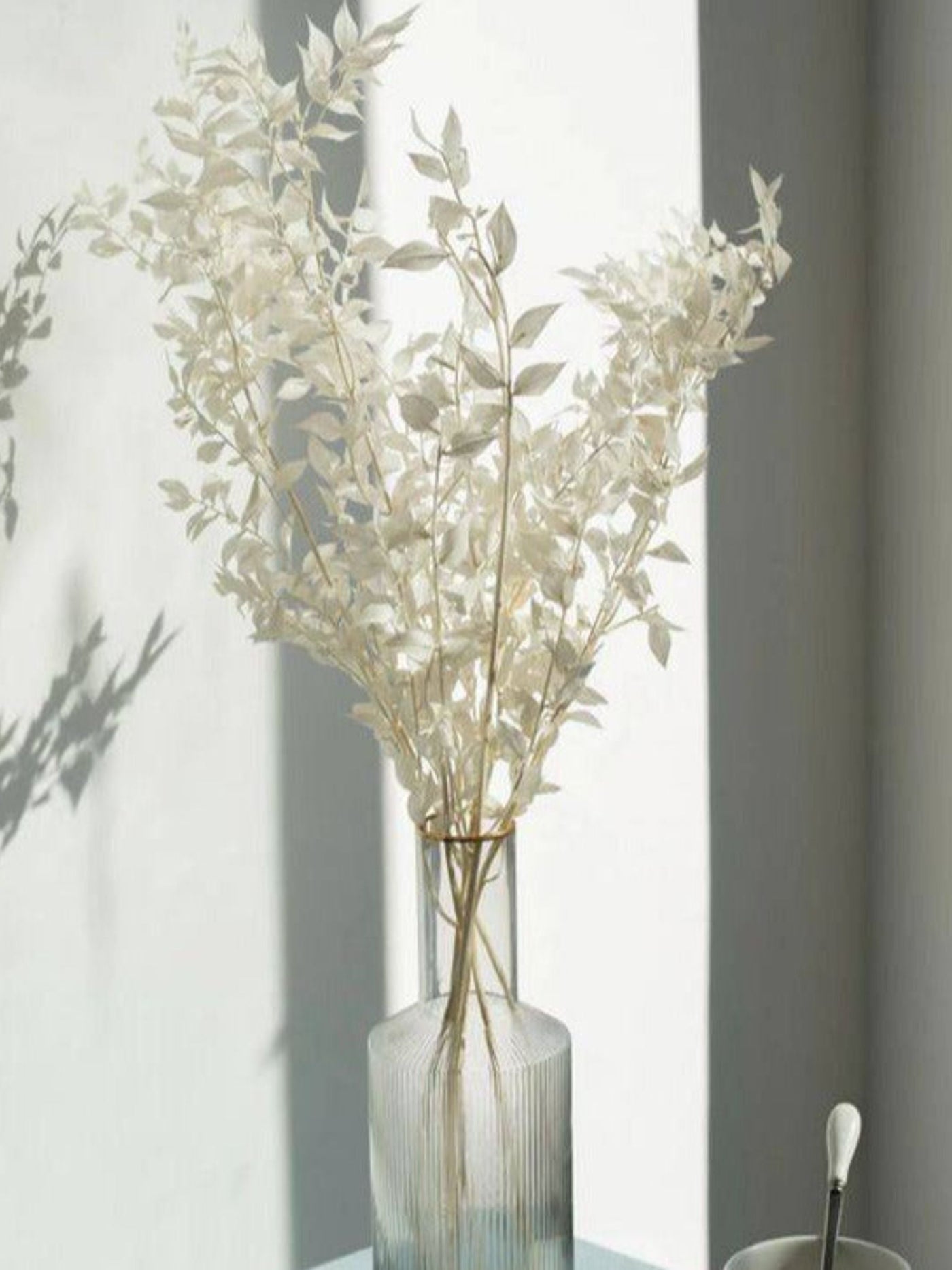 Ruscus