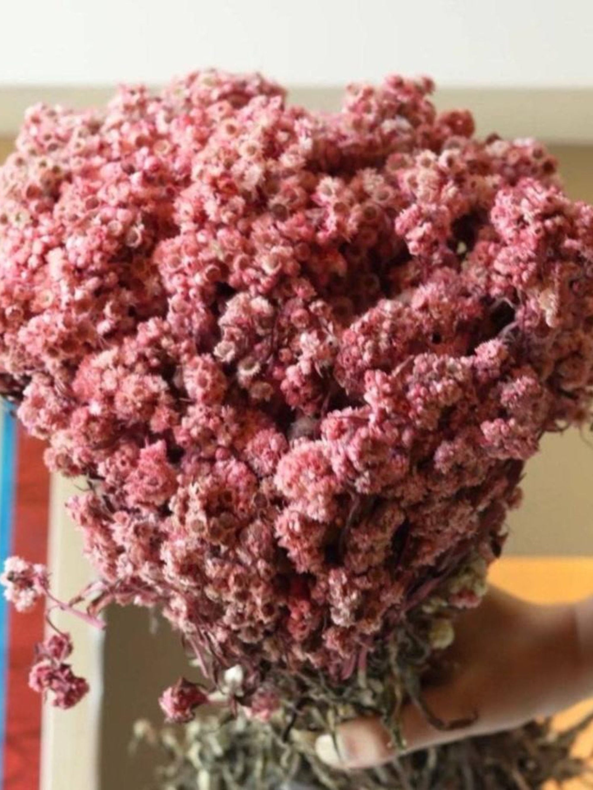 Light Pink daisies bunch