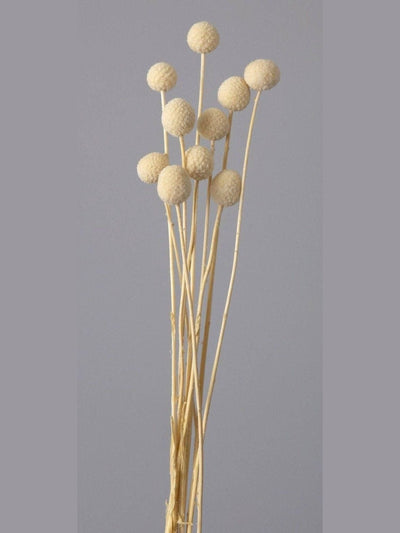 Billy ball-set of 10