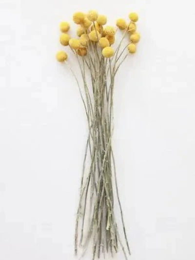 Billy ball yellow-set of 10