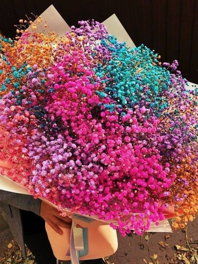 Colourful baby breaths