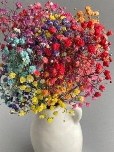 Colourful baby breaths