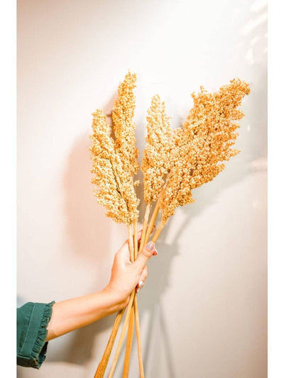 Corn bunch