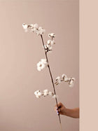 Cotton bloom stems