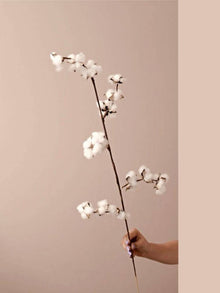 Cotton bloom stems