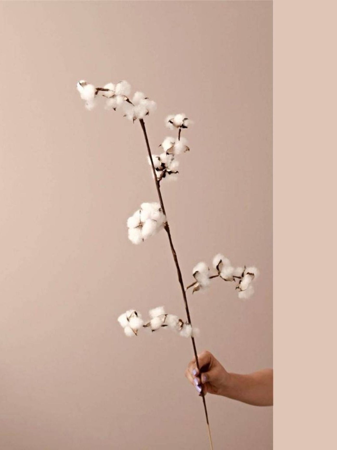 Cotton bloom stems