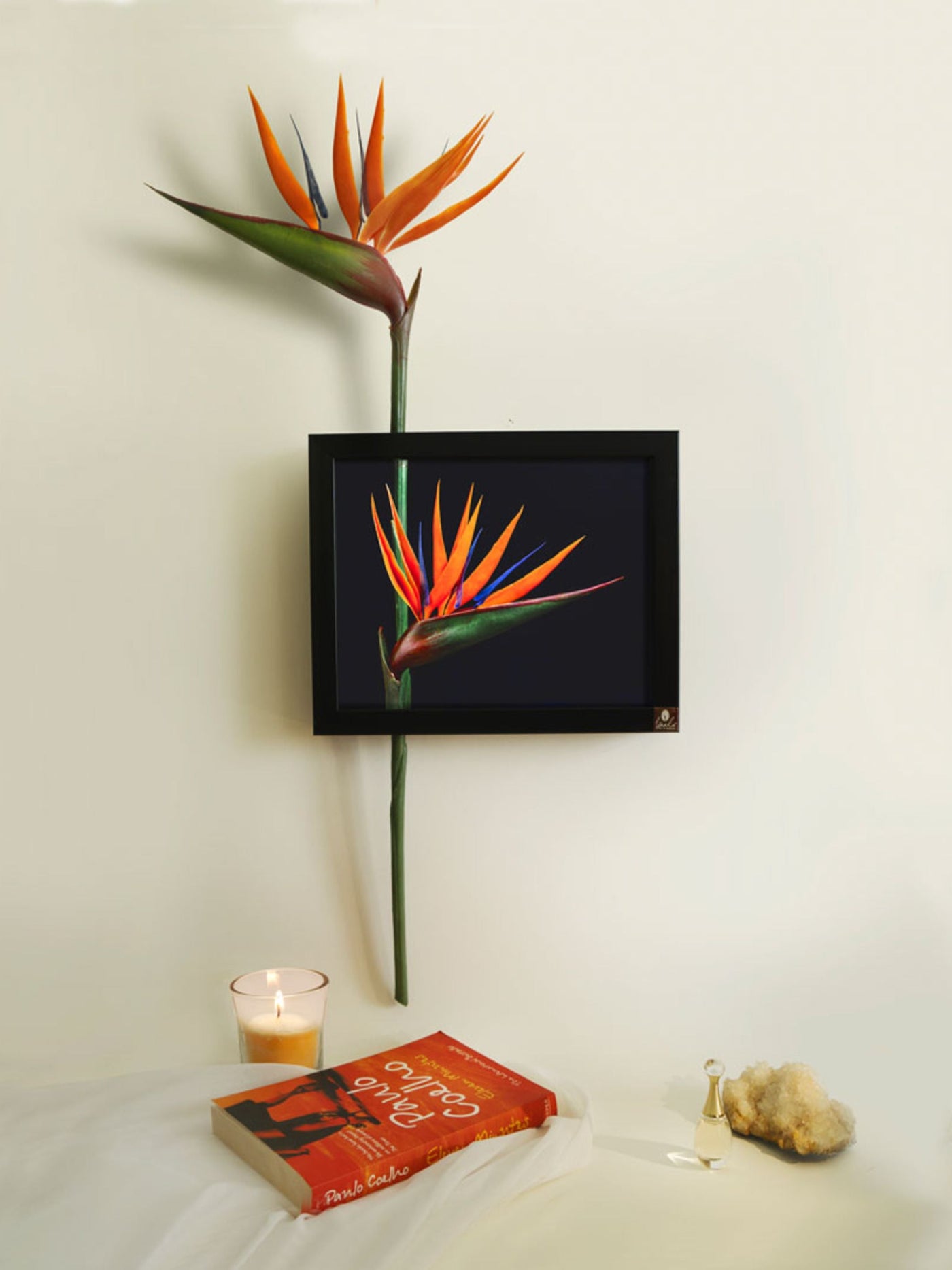 Bird Of Paradise Wall Art