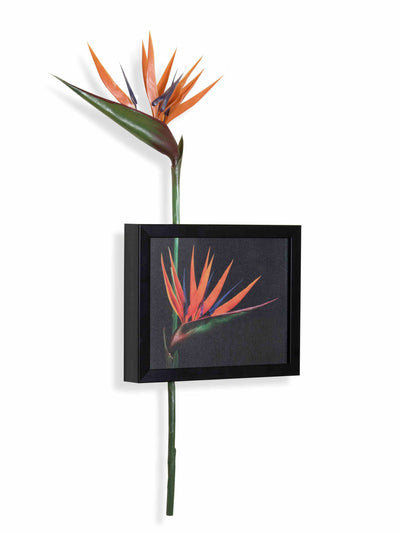 Bird Of Paradise Wall Art