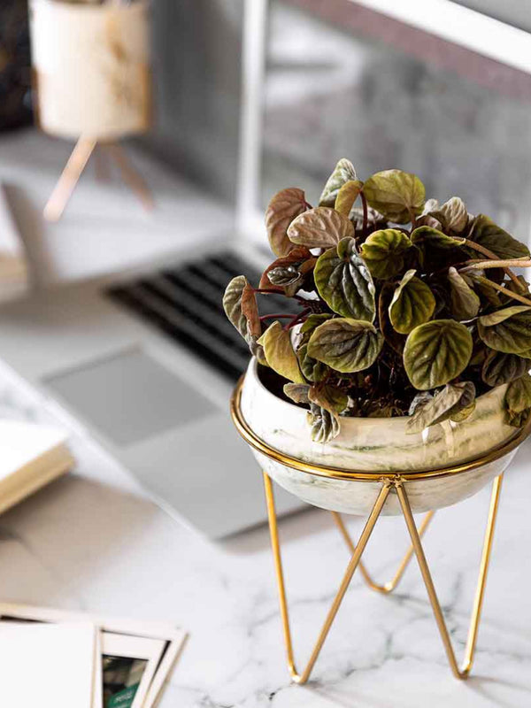 Bowl Green Planter