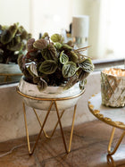 Bowl Green Planter